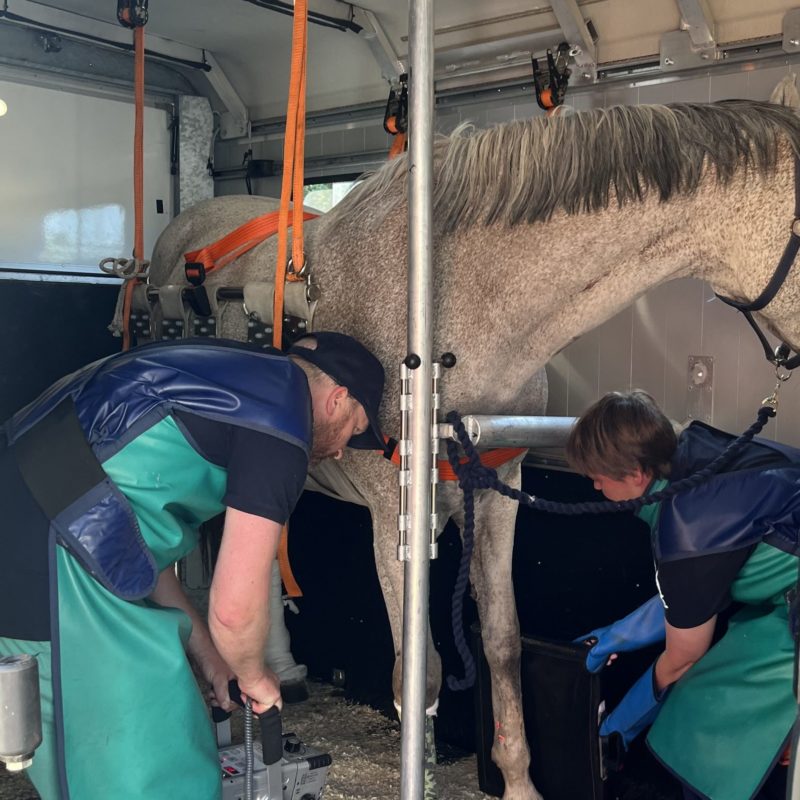 Hästambulans Hästambulans